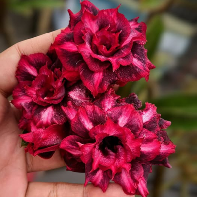 Adenium Rosy - Purple Jelly Bare Rooted Plant (Grafted)