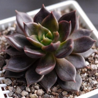 Echeveria Black Prince - Vishnu Kamal (Bare Rooted)