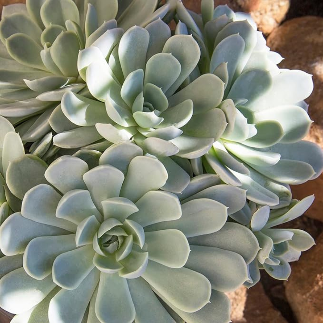 Echeveria Arctic Ice Hybrid (Bare Rooted)