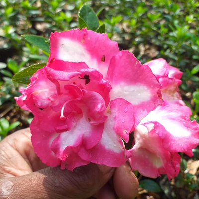 Azalea Leopold Astrid (Double Flower) Plant