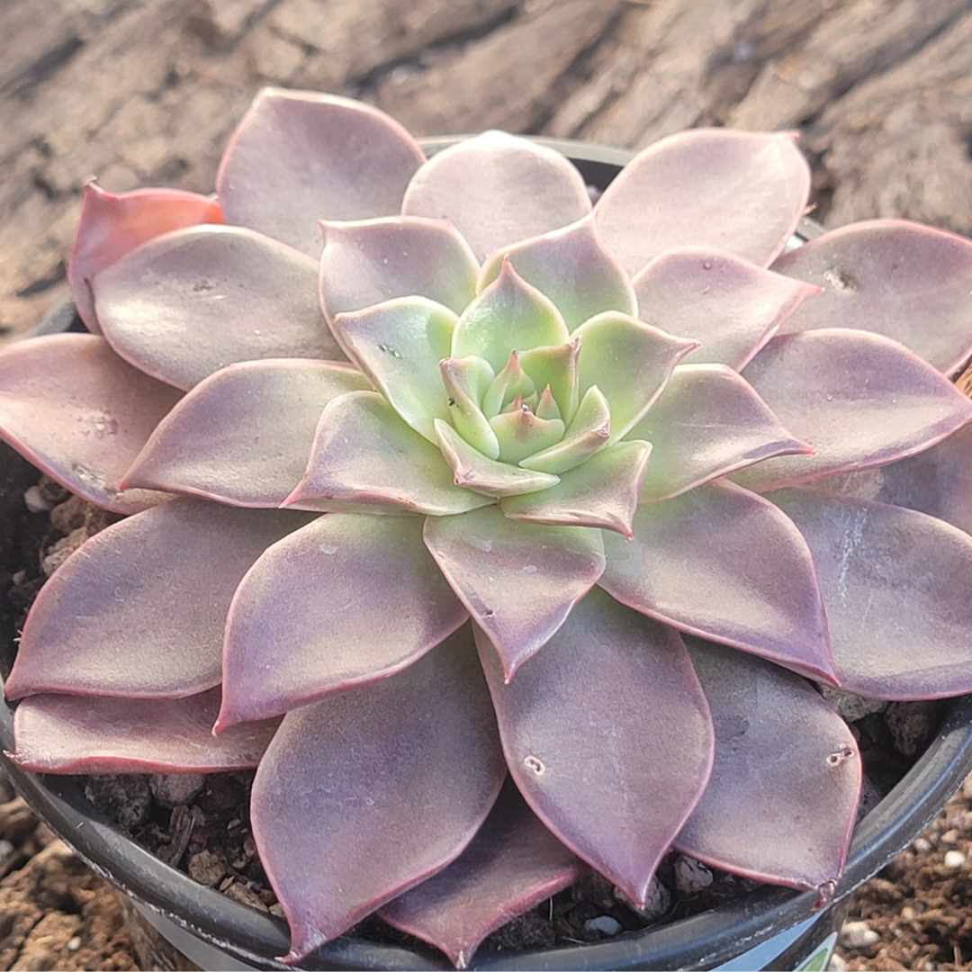 Echeveria Korean Madiba (Bare Rooted)