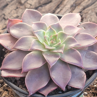 Echeveria Korean Madiba (Bare Rooted)