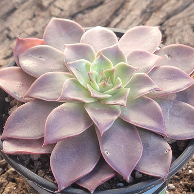 Echeveria Korean Madiba (Bare Rooted)