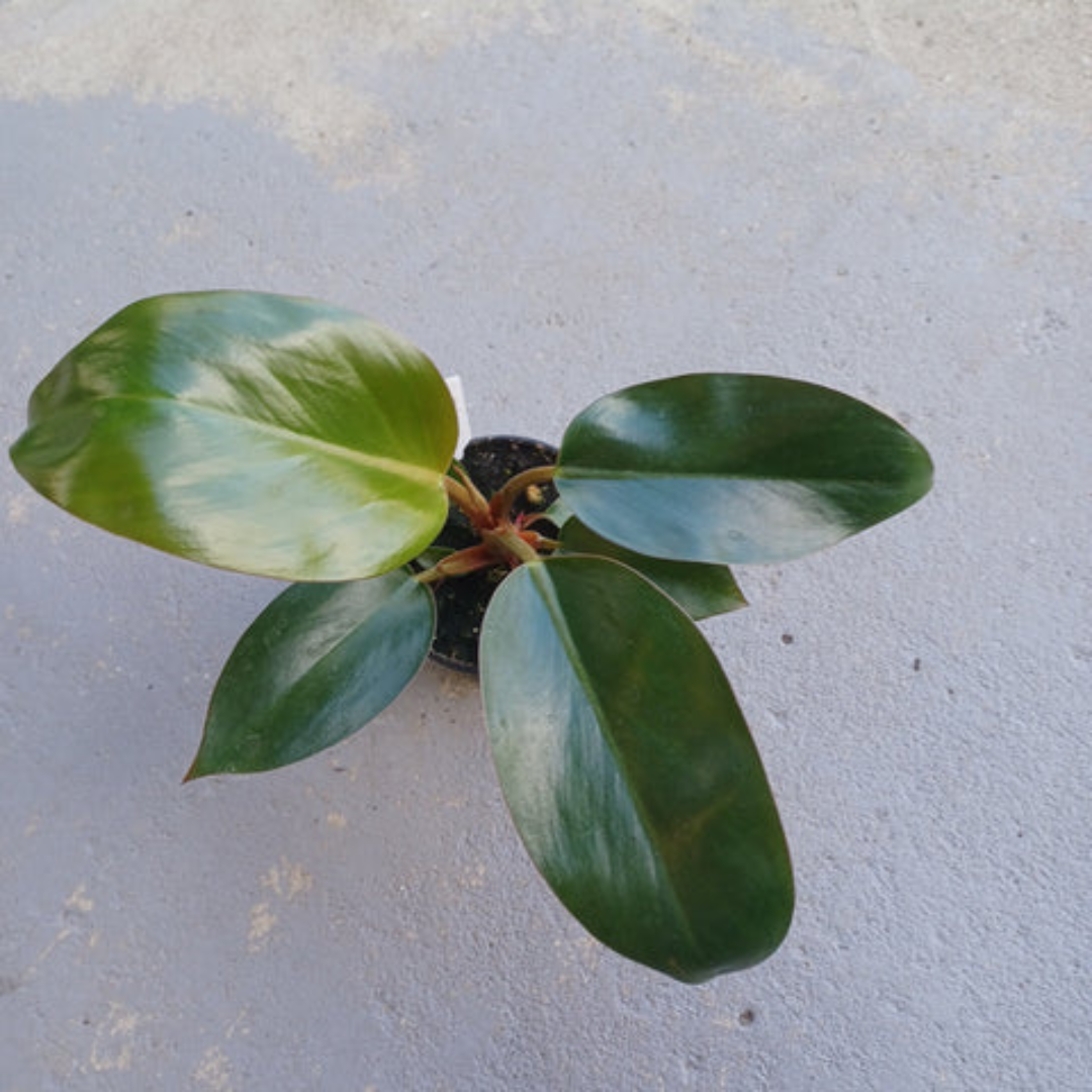 Philodendron Congo Rojo