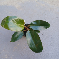 Philodendron Congo Rojo