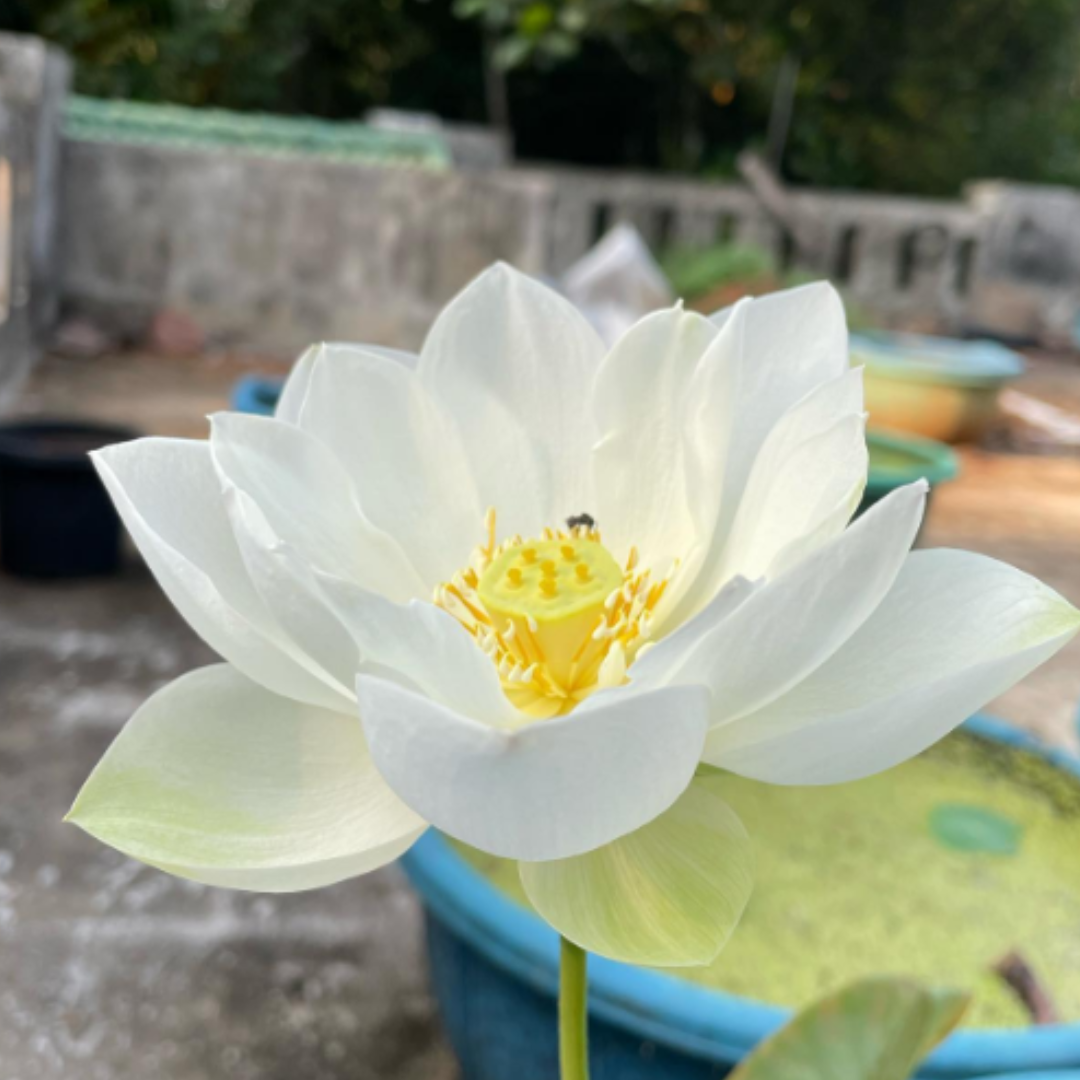White Puff Lotus Tuber