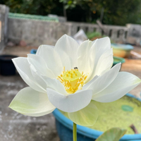 White Puff Lotus Tuber