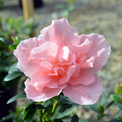 Azalea Light Pink Cock Flower Hybrid