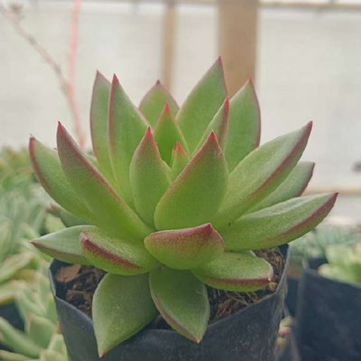 Echeveria Agavoids (Bare Rooted)