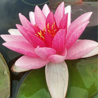 Conqueror Hardy Waterlily