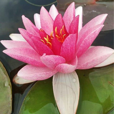 Conqueror Hardy Waterlily