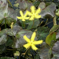 Yellow Water Snowflake