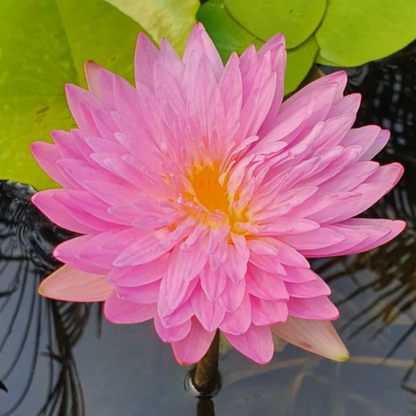 Chombu Patra Tropical Waterlily