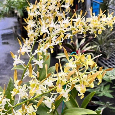 Dendrobium Chan Chao Yellow (Blooming Size)