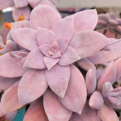 Graptopetalum superbum