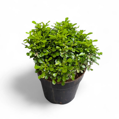 Dwarf Murraya Table Top
