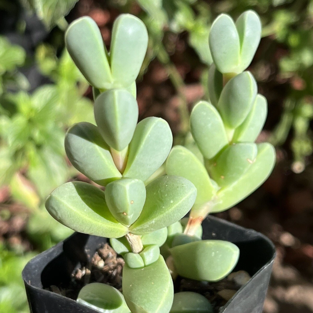Corpuscularia lehmannii (Non-Variegated) (Bare Rooted)