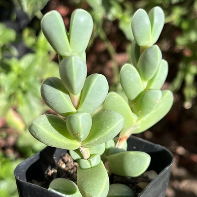 Corpuscularia lehmannii (Non-Variegated)