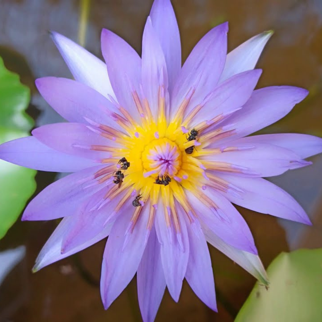 Blue Capensis Tropical Waterlily