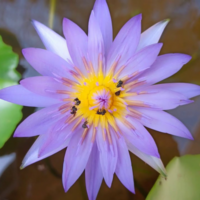 Blue Capensis Tropical Waterlily