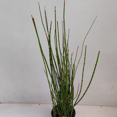 Horsetail (Bamboo Plant)