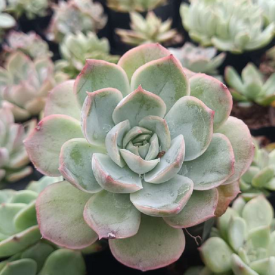 Echeveria Moonfairy (Bare Rooted)