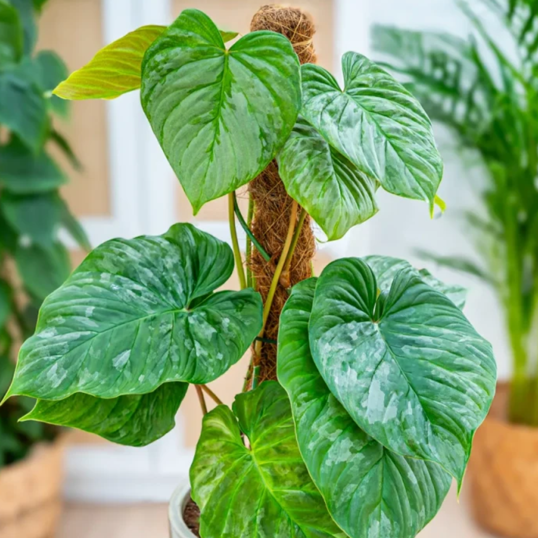 Philodendron Majestic