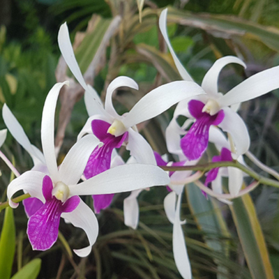 Dendrobium Karok White (Blooming Size)