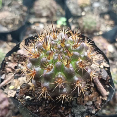 Neoporteria Eryosis Cactus (Bare Rooted)