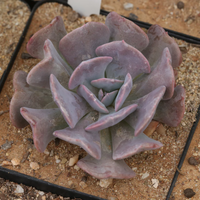 Echeveria Cubic Frost (Bare Rooted)