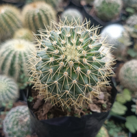 Mammillaria Pringlei Cactus (Bare Rooted)