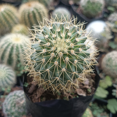 Mammillaria Pringlei Cactus (Bare Rooted)