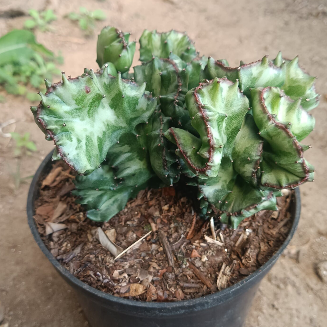 Variegated Euphorbia Lactea Cristata Cactus (Big Size)