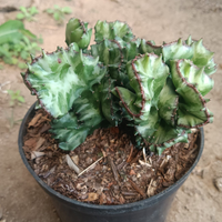 Variegated Euphorbia Lactea Cristata Cactus (Big Size)