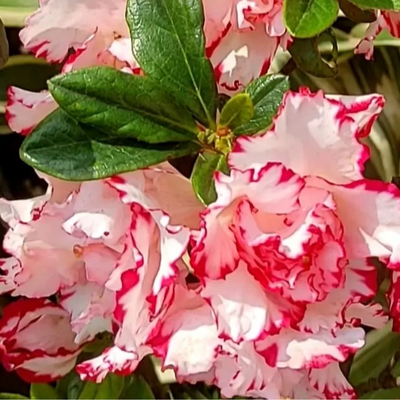 Azalea Day Spring (Double Flower) Plant