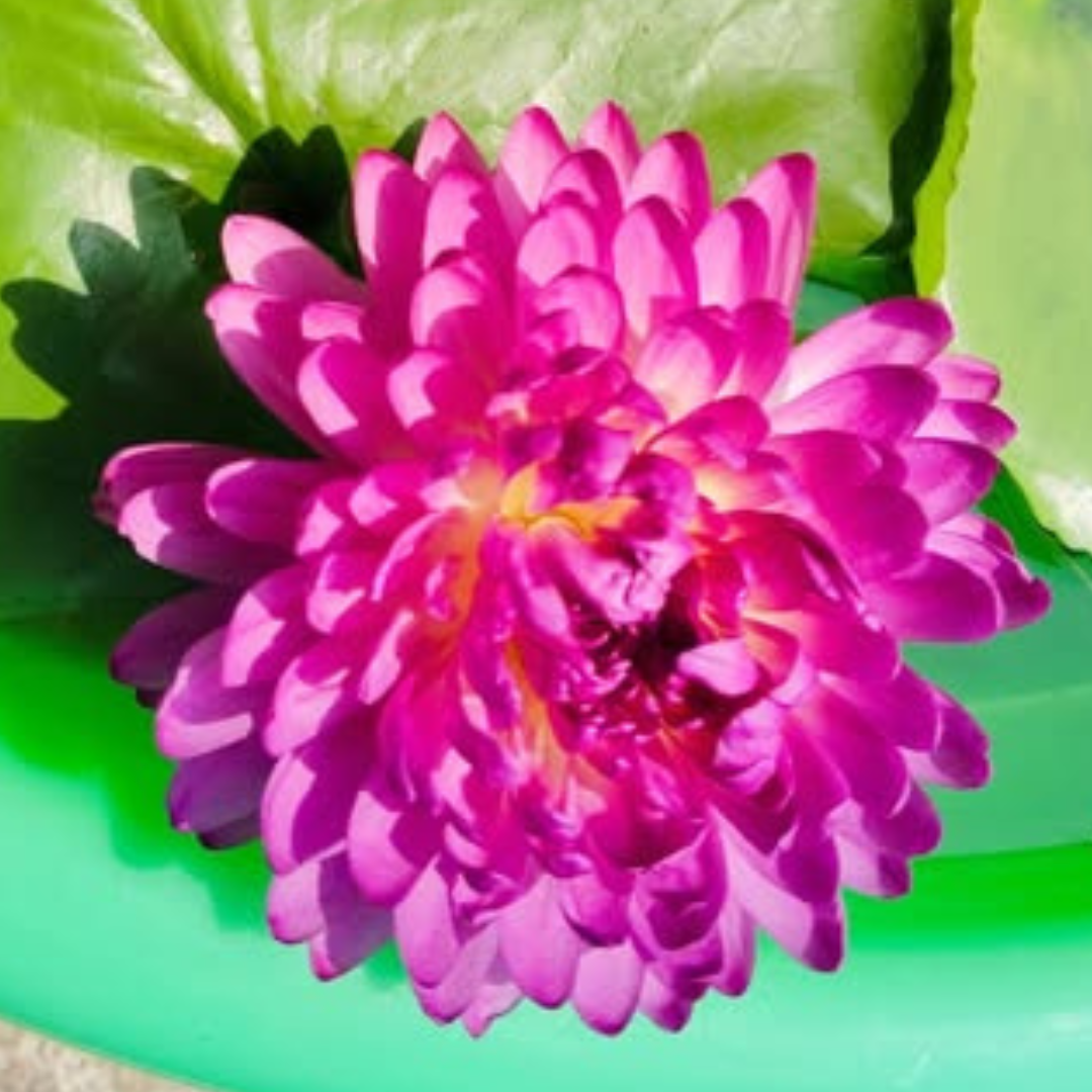Mukda Tropical Waterlily