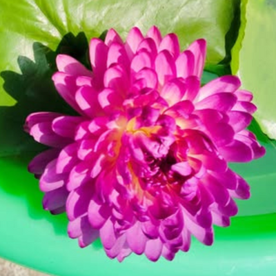 Mukda Tropical Waterlily