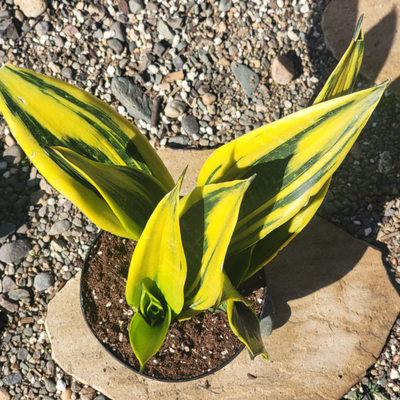 Sansevieria Flame (Potted)