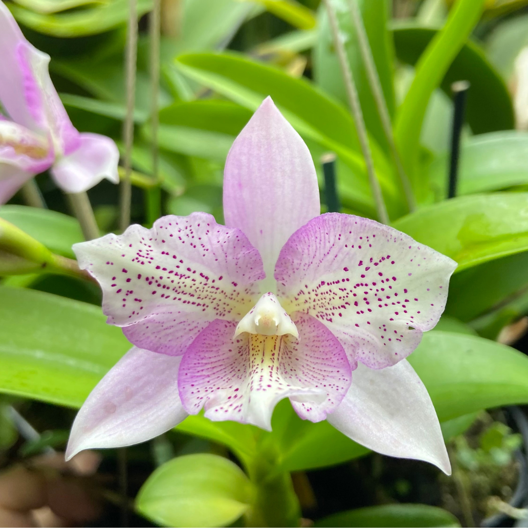 Cattleya Chantley Lace (Blooming Size)