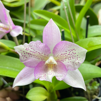 Cattleya Chantley Lace (Blooming Size)