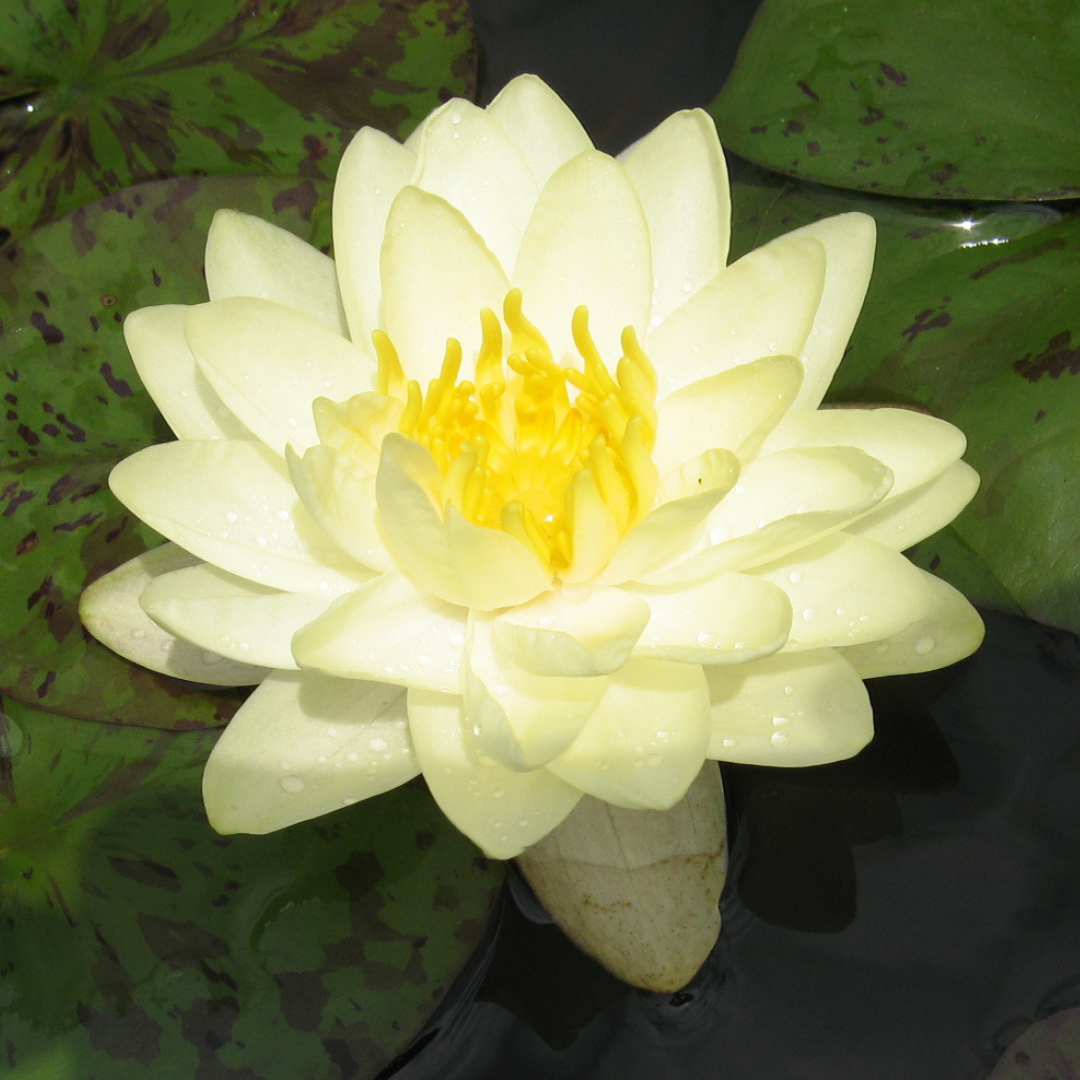 Chiffon Tropical Waterlily