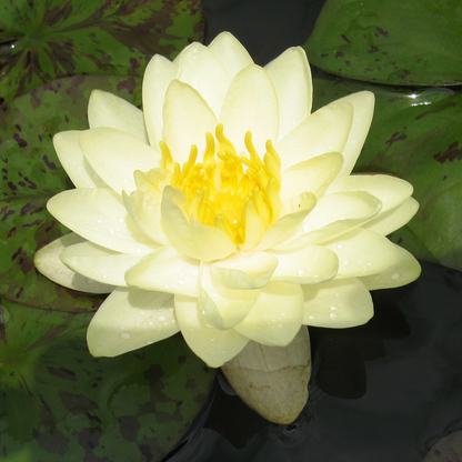 Chiffon Tropical Waterlily