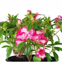 Azalea John Hearrens (Double Flower) Plant