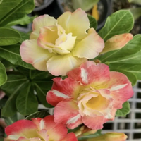 Adenium Rosy - Pink Yellow Camilon Bare Rooted Plant (Grafted)