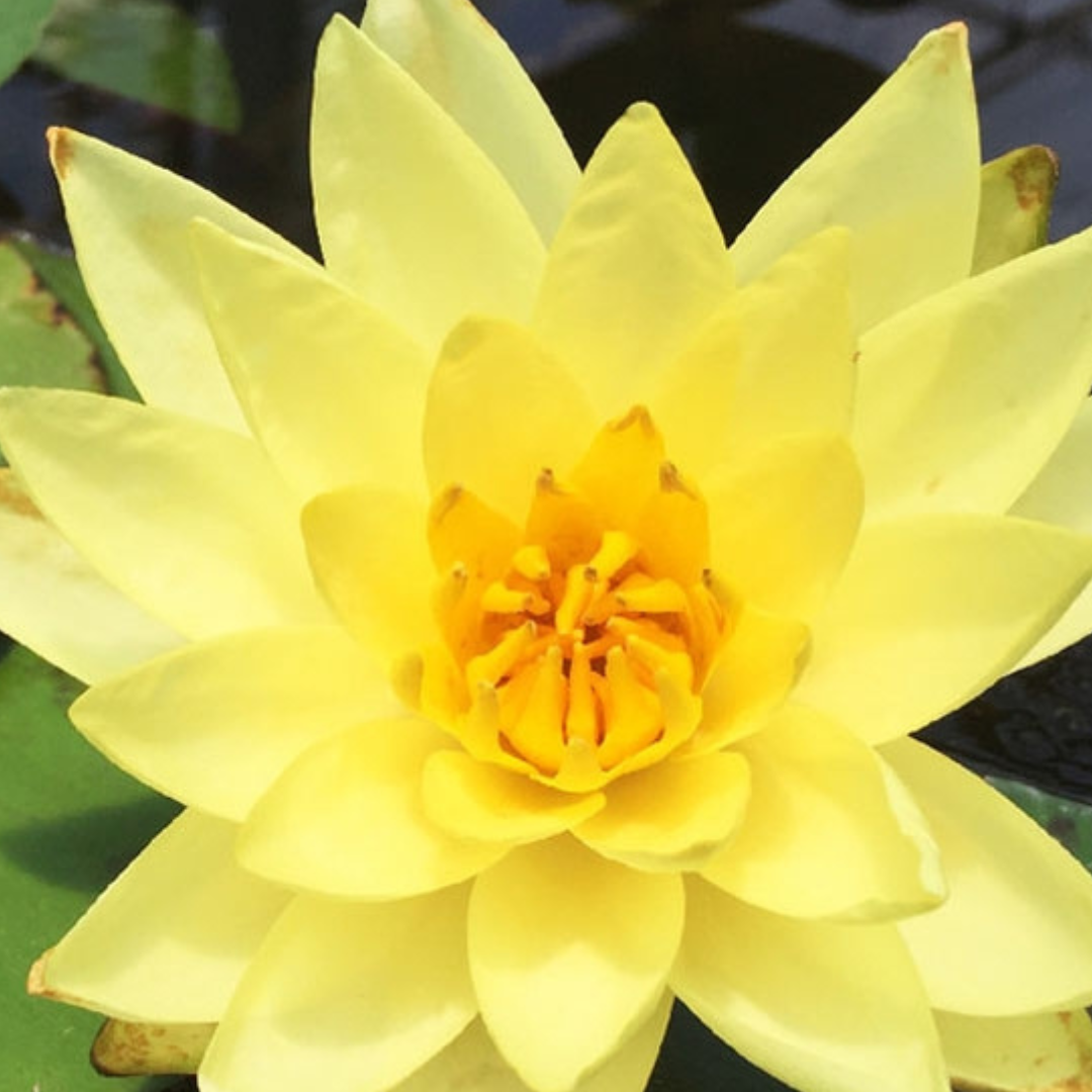 Substoon Tropical Waterlily