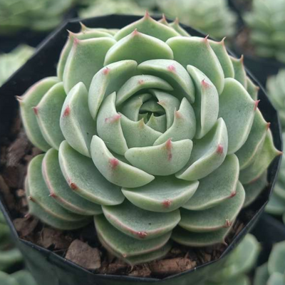 Echeveria Benbadis
