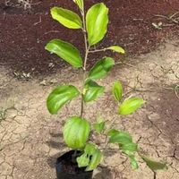 Miss India Apple Ber Grafted Tree