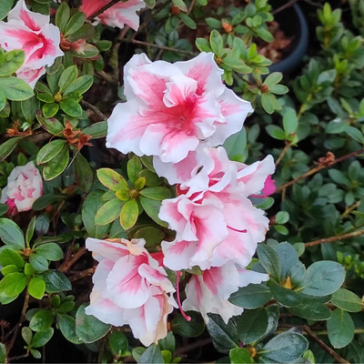 Azalea California Doll Variegated Plant