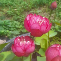 Red Ribbon Lotus Tuber