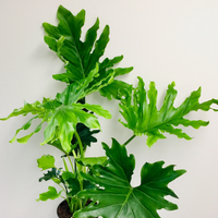 Philodendron Hope